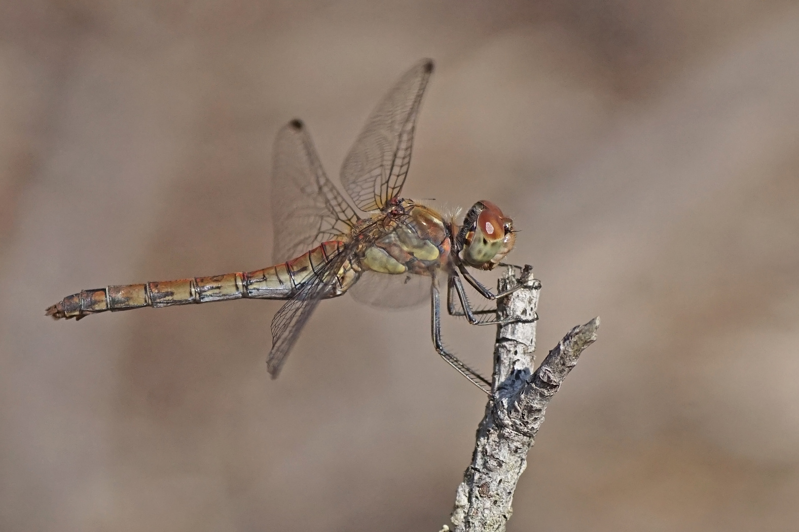 Große Heidelibelle (Sympetrum striolatum), Weibchen