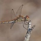 Große Heidelibelle (Sympetrum striolatum), Weibchen