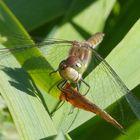 Große Heidelibelle (Sympetrum striolatum) - Weibchen