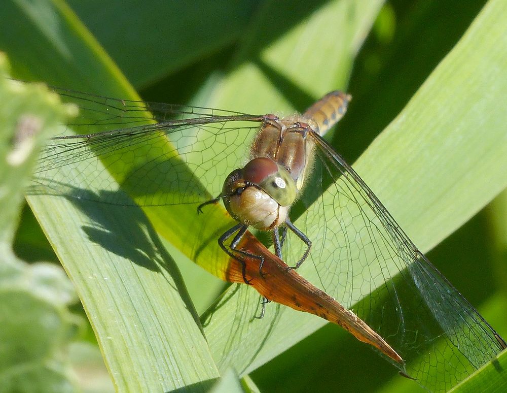 Große Heidelibelle (Sympetrum striolatum) - Weibchen