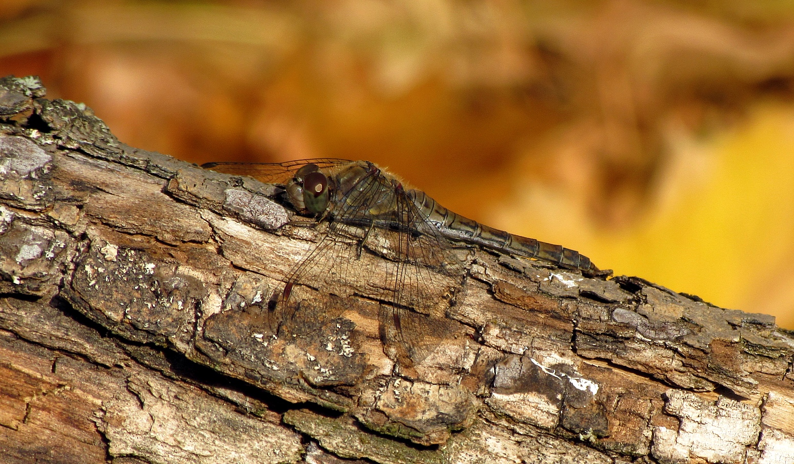  Große Heidelibelle (Sympetrum striolatum), Weibchen im November...