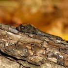  Große Heidelibelle (Sympetrum striolatum), Weibchen im November...