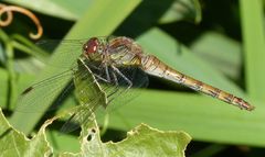 Große Heidelibelle (Sympetrum striolatum) - Weibchen von der Seite