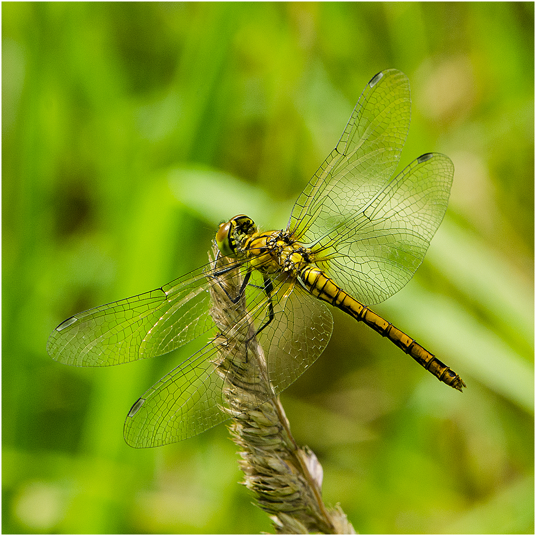 Große Heidelibelle - Sympetrum striolatum (weiblich) ?