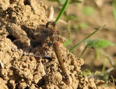 Große Heidelibelle (Sympetum striolatum;)