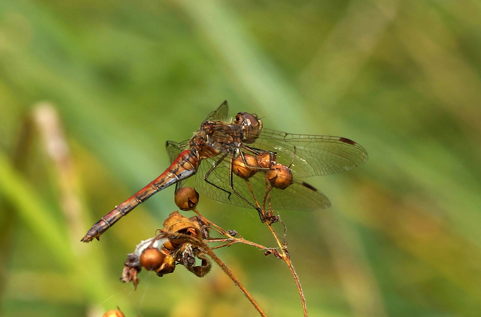 Große Heidelibelle (Weibchen)