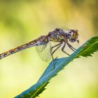 Große Heidelibelle Weibchen