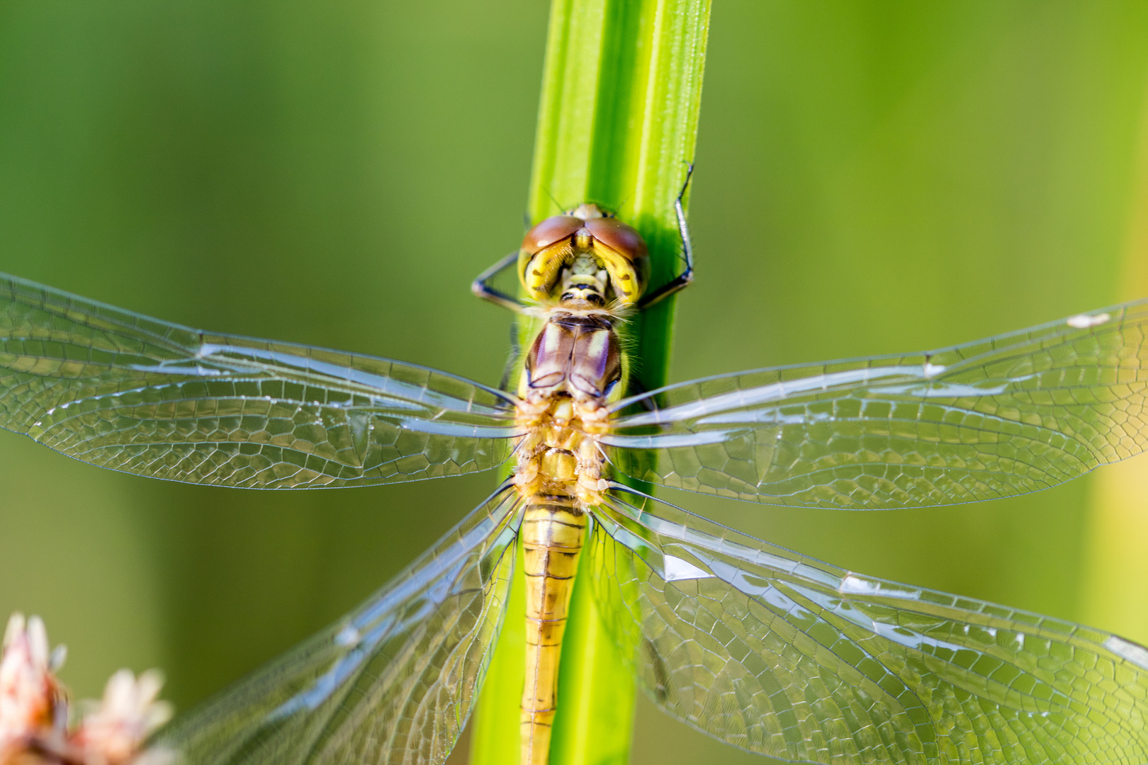 Große Heidelibelle Weibchen 2