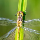 Große Heidelibelle Weibchen 2