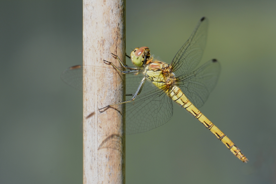  Grosse Heidelibelle  Weibchen