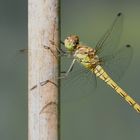  Grosse Heidelibelle  Weibchen