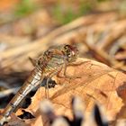 Große Heidelibelle Weibchen