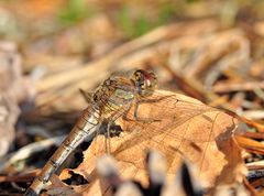 Große Heidelibelle Weibchen