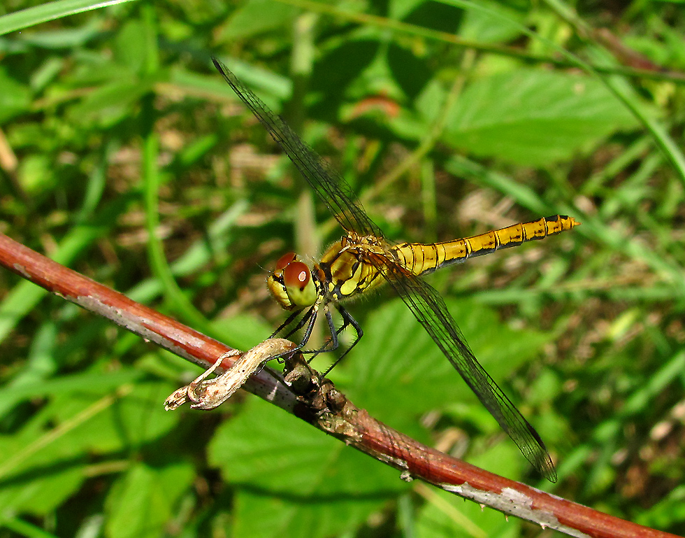 Große Heidelibelle (Weibchen)