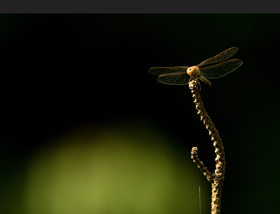 Grosse Heidelibelle (Weibchen)