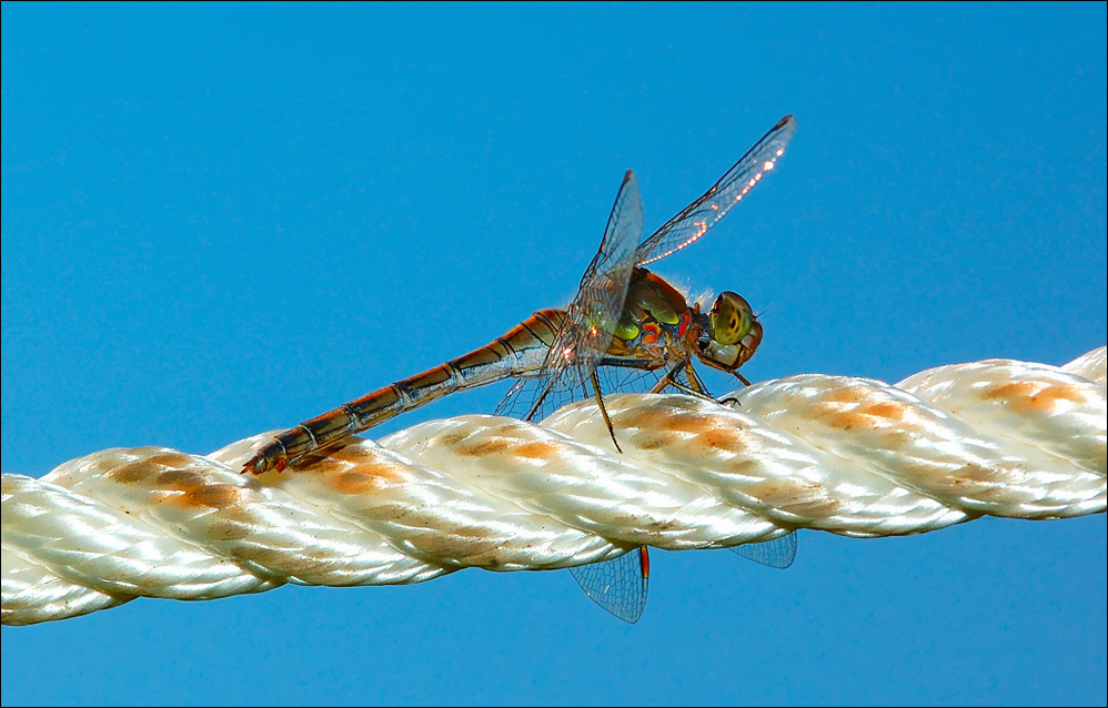 Große Heidelibelle (Weibchen)