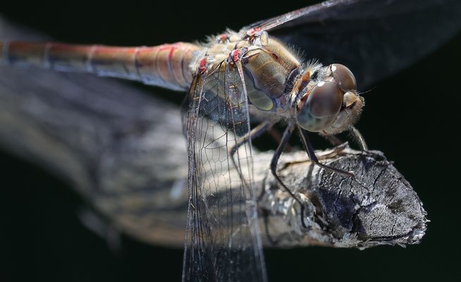 Große Heidelibelle weibl....ND