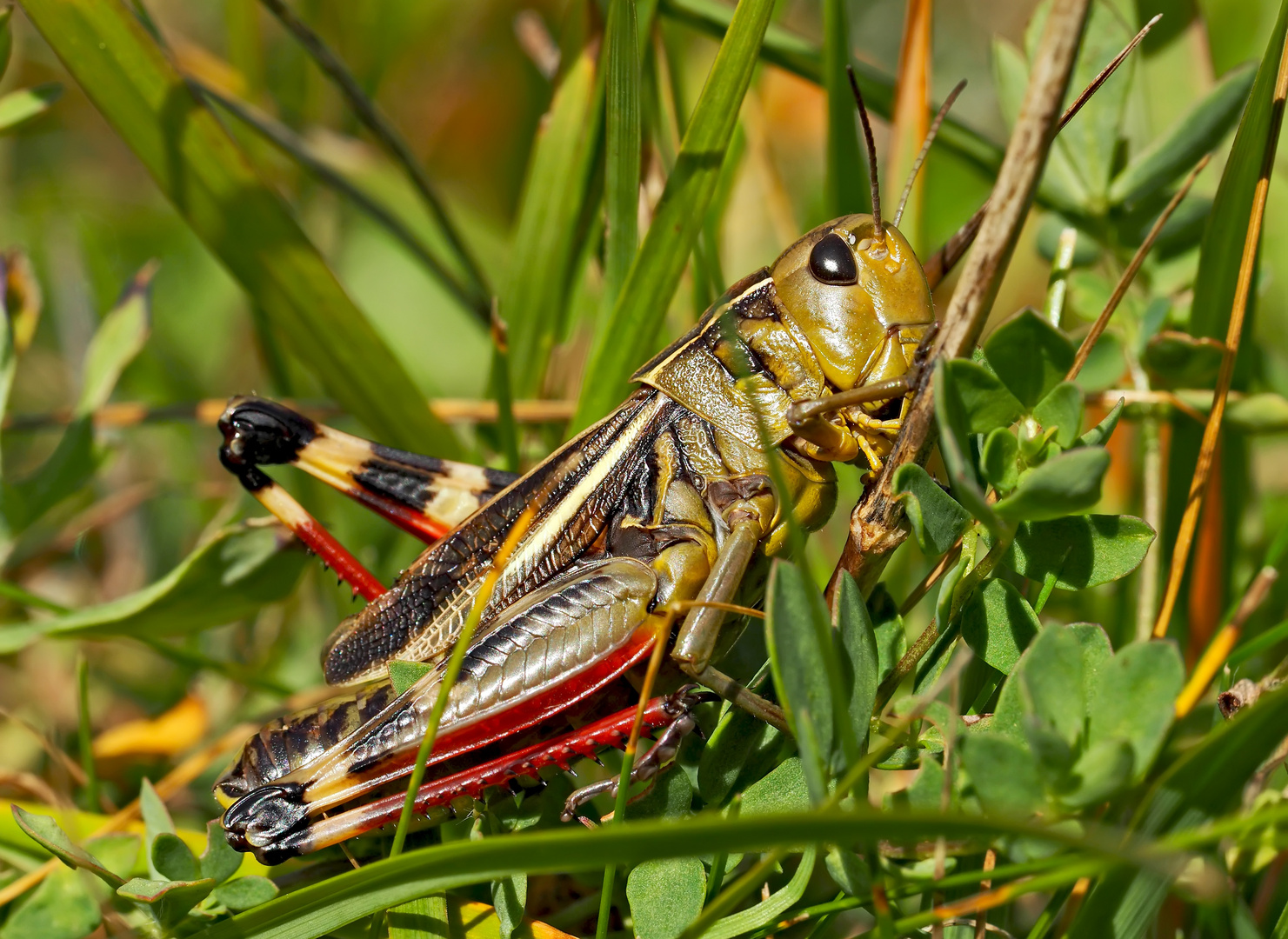 Grosse Höckerschrecke (Arcyptera fusca) - Arcyptère bariolée.