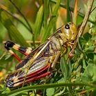 Grosse Höckerschrecke (Arcyptera fusca) - Arcyptère bariolée.