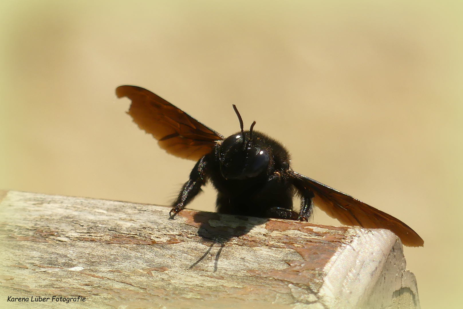 Große Holzbiene