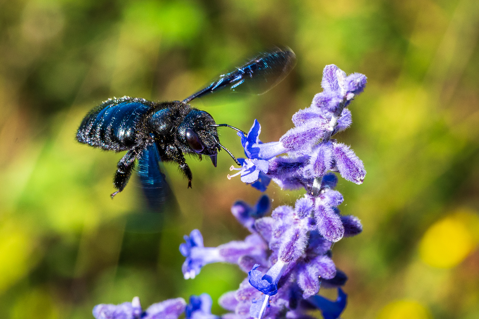 Große Holzbiene bzw. Blaue Holzbiene im Flug