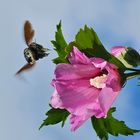 Große Holzbiene im "Abflug" aus Hibiscusblühte