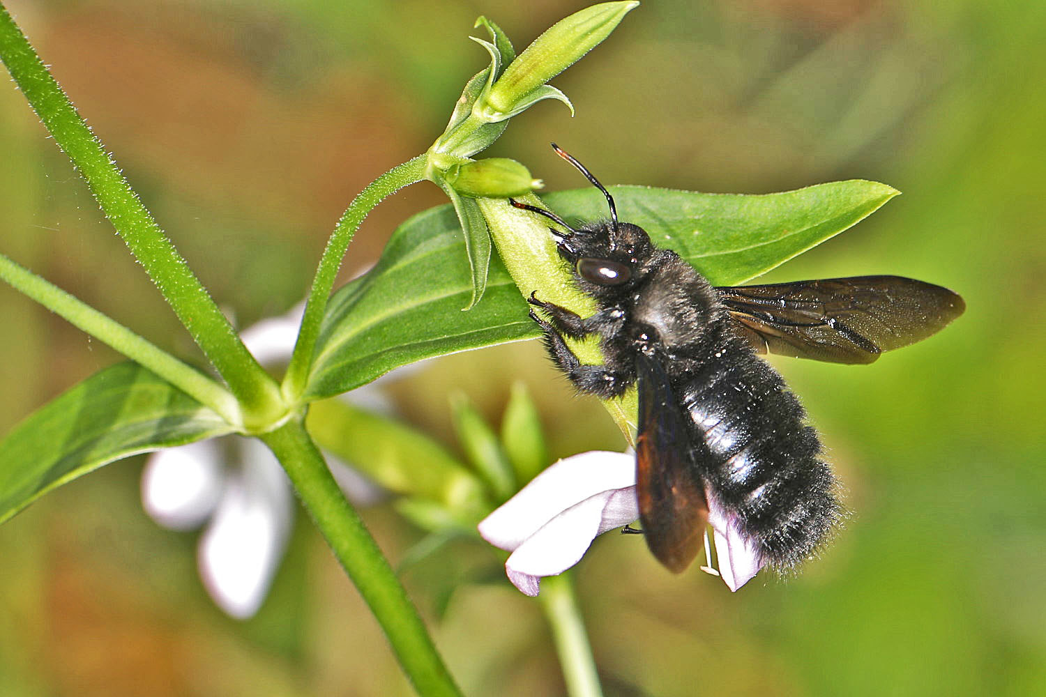 Große Holzbiene (Männchen)