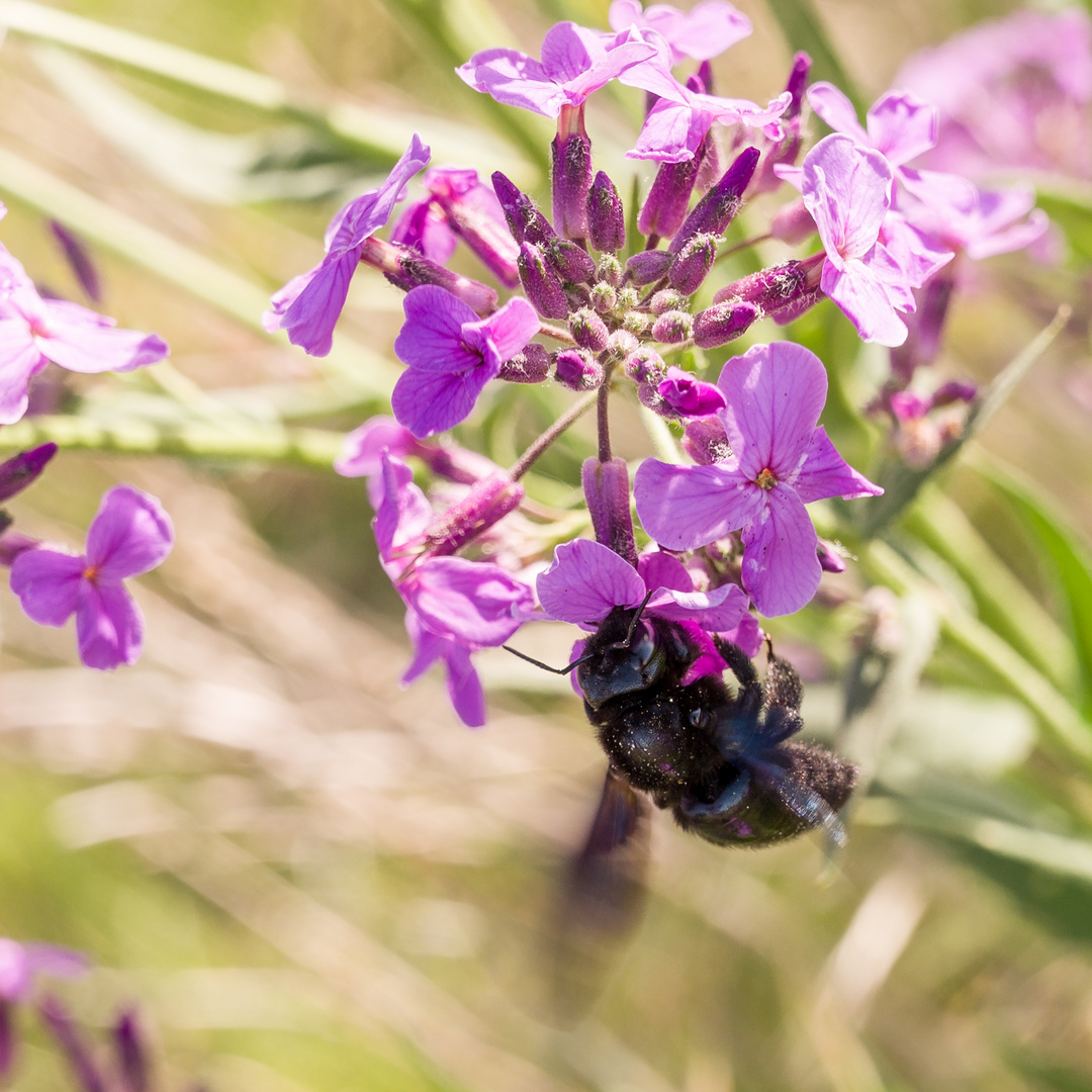  Große Holzbiene (Xylocopa violacea)