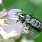 Große Holzbiene (Xylocopa violacea)