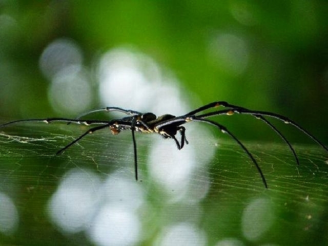 große Holzspinne