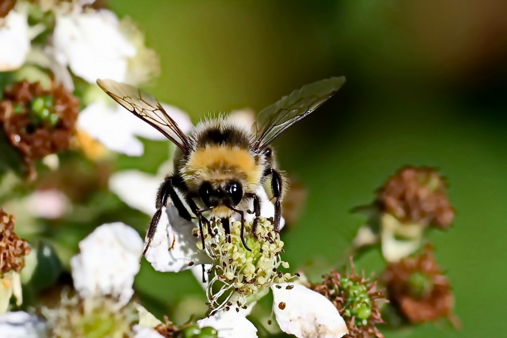 große Hummel Foto & Bild hummeln, fotos, makro Bilder auf