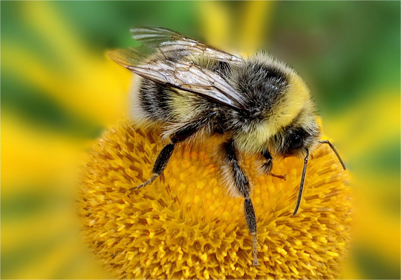 große Hummel