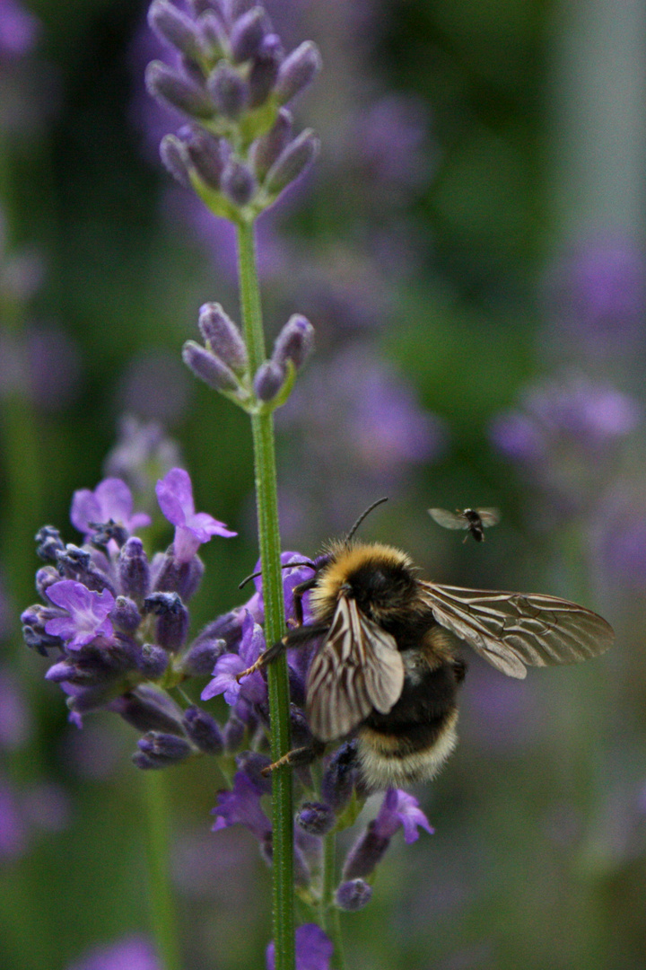 große Hummel, kleine Fliege