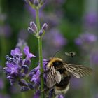 große Hummel, kleine Fliege