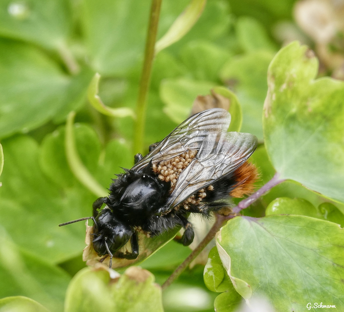 Große Hummel,mit Milbenbefall?