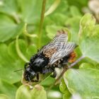 Große Hummel,mit Milbenbefall?