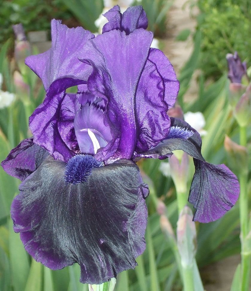 Große Iris aus meiner Sammlung