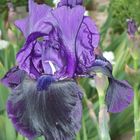 Große Iris aus meiner Sammlung