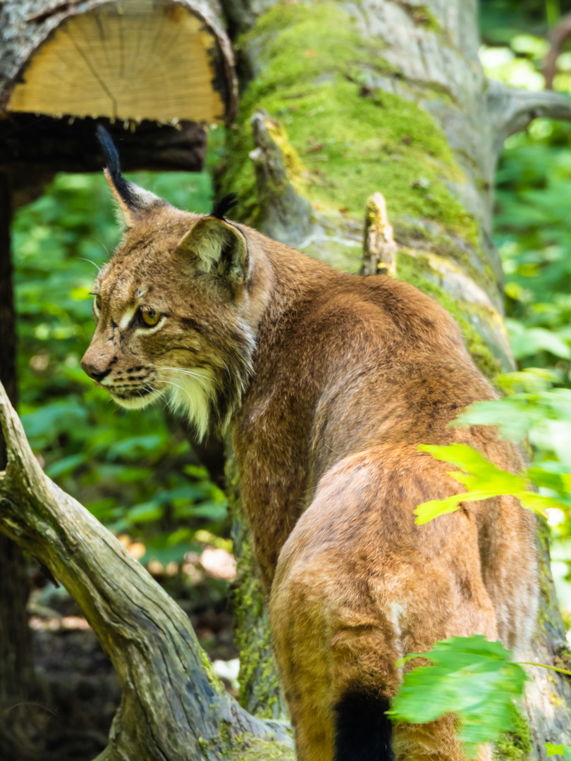 Große Katze 