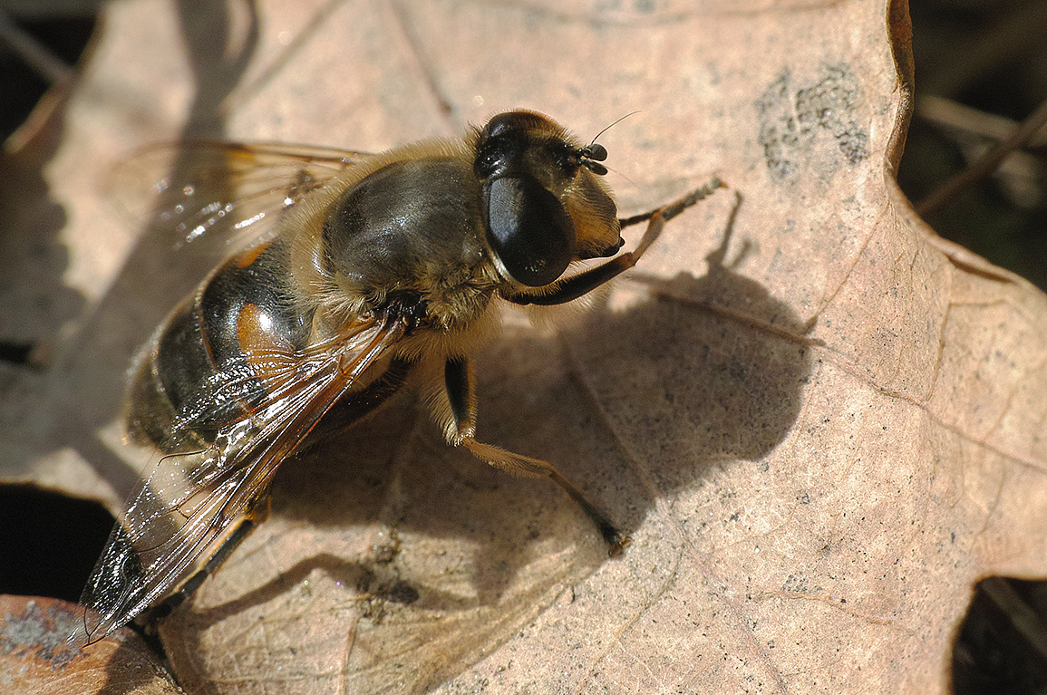 Große Keilfleckschwebfliege