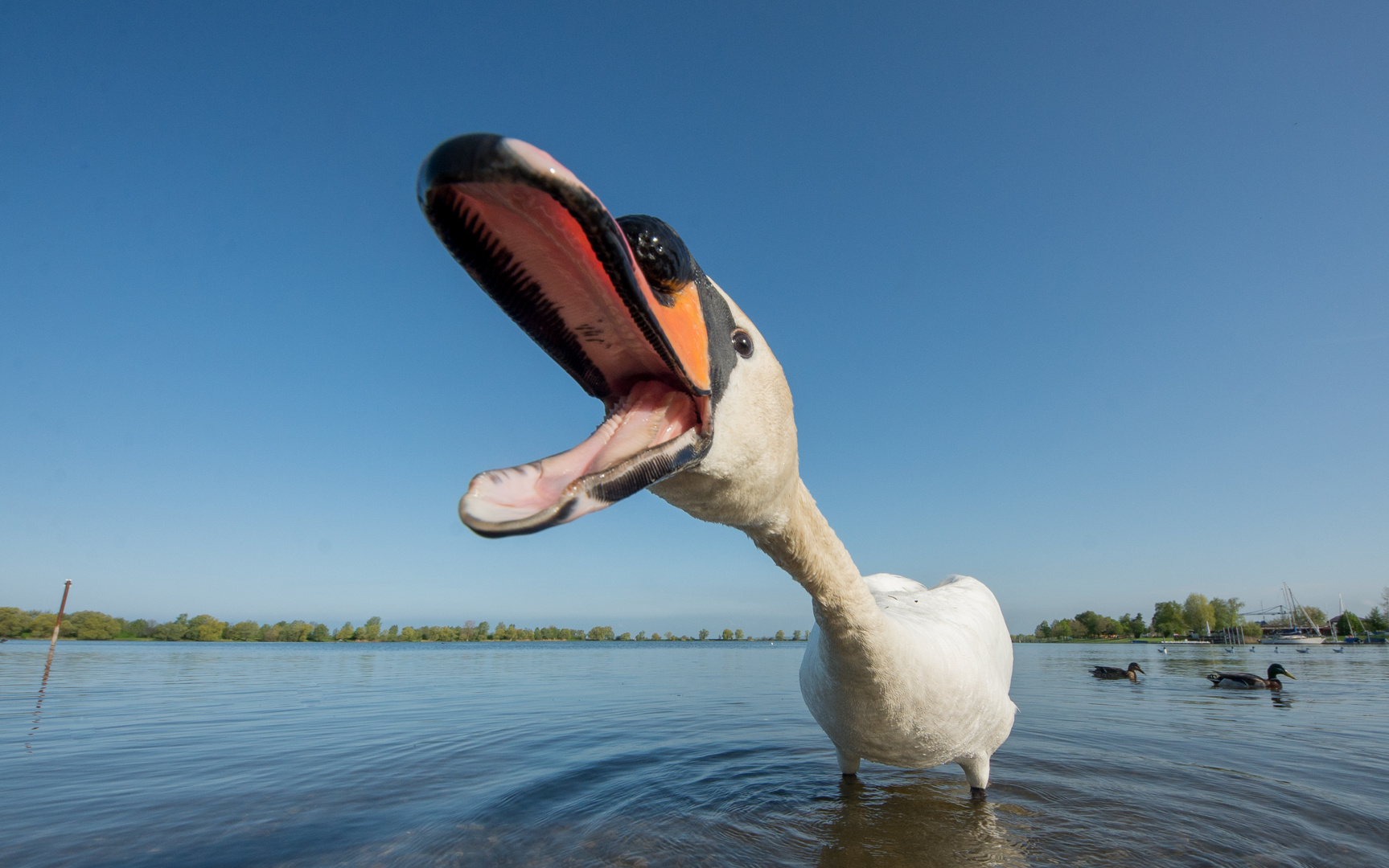 Grosse Klappe Foto & Bild tiere, wildlife, wild lebende vögel Bilder