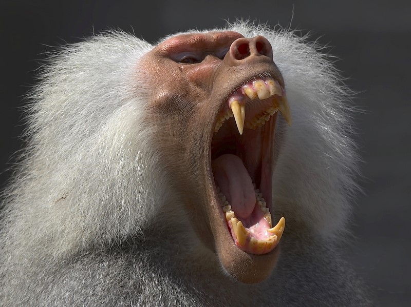 Große Klappe Foto & Bild tiere, zoo, wildpark & falknerei, säugetiere