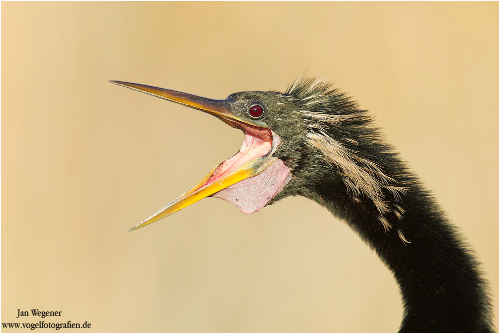 Große Klappe - Anhinga