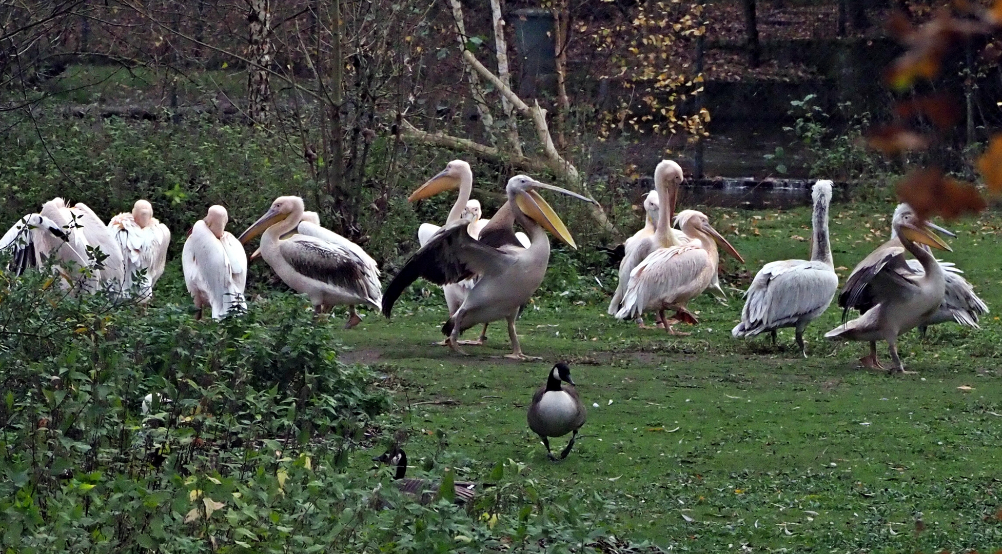 Große Klappe