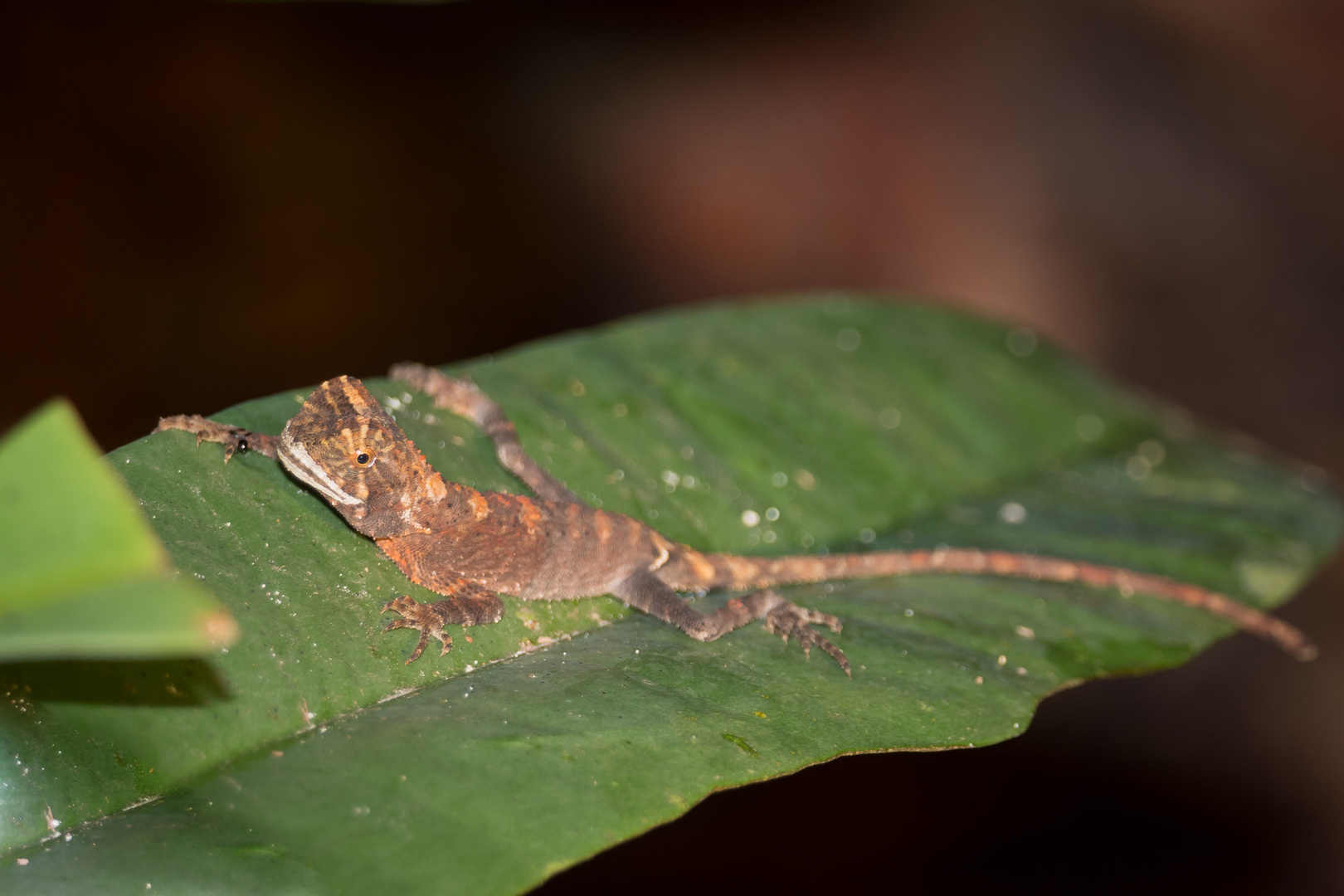 große Klappe-Lizard