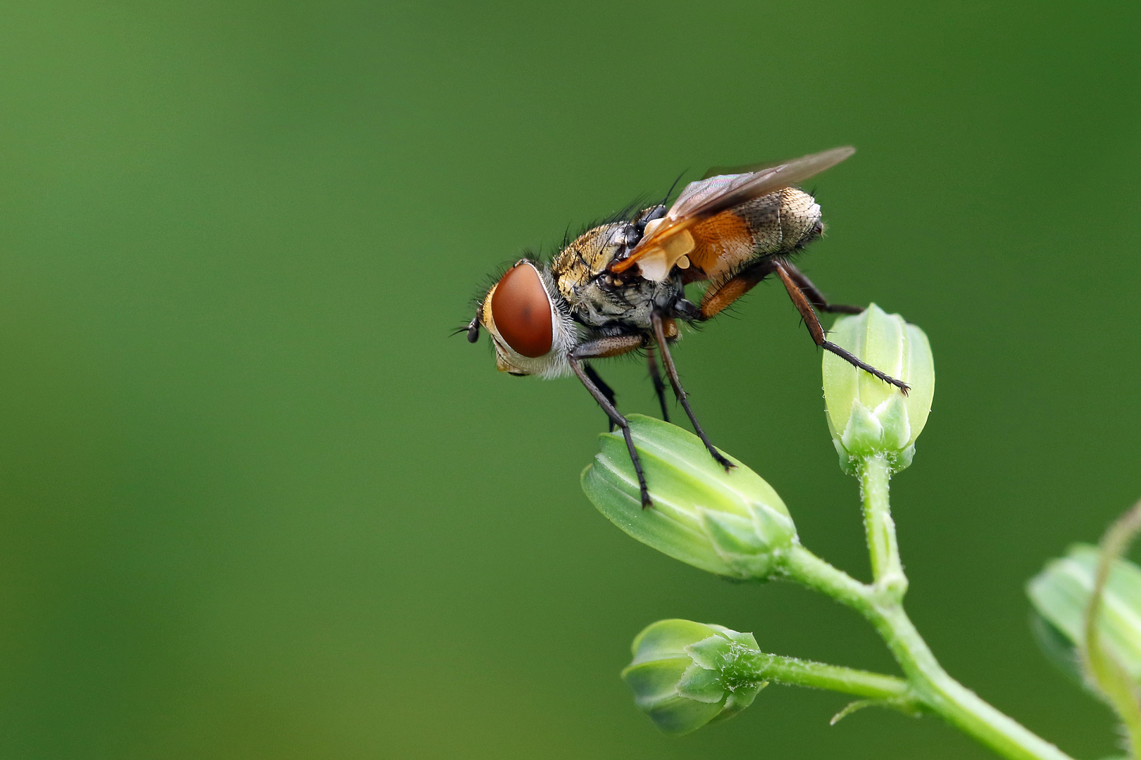 große kleine Fliege