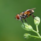 große kleine Fliege