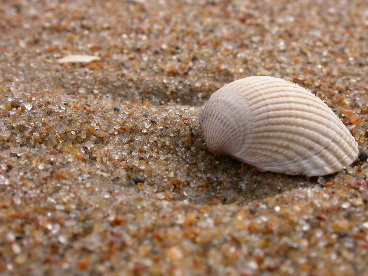 große kleine Sandkörner und Muschel