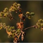 Große Klette (Arctium Lappa)