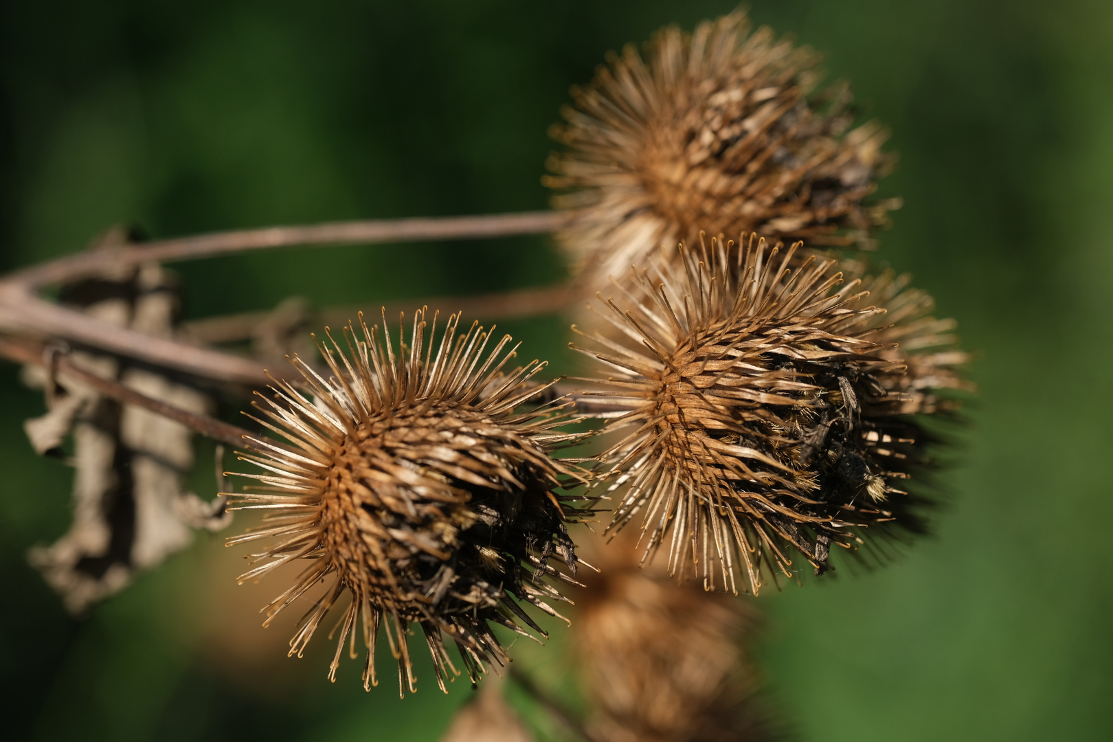 Große Klette Arctium lappa)